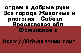 отдам в добрые руки - Все города Животные и растения » Собаки   . Ярославская обл.,Фоминское с.